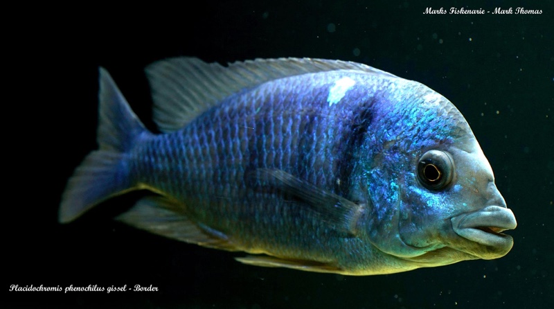 Placidochromis sp. 'phenochilus gissel' Border